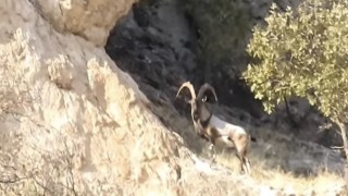Diyarbakırda koruma altındaki dağ keçileri görüntülendi