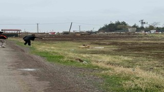 Diyarbakırda sokak hayvanlarına kuduz aşısı uygulandı