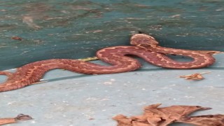 Doğu Karadenizde ayılardan sonra yılanlar da kış uykusuna yatmadı