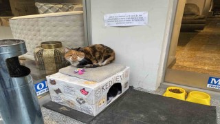 Dükkan önündeki kedi için asılan ilginç not dikkat çekti: Dilenci değilim
