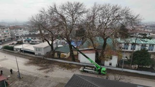 Düzcede ağaçlara kış bakımı
