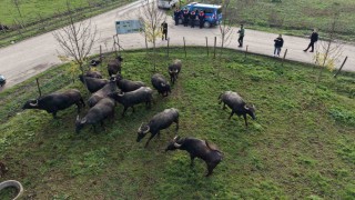 Düzcede manda yetiştiriciliğine güçlü destek