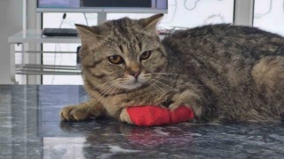 Düzceden bin 384,795 ton kedi köpek maması ihraç edildi