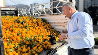 Düziçi Belediyesinden Vatandaşlara Ücretsiz Mandalina