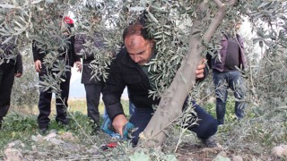 Düziçi’nde Zeytin Bahçelerinde Uygulamalı Budama Eğitimi