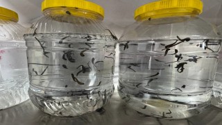Eğirdirde yılda 20 bin tıbbi sülük kontrollü ortamda üretiliyor