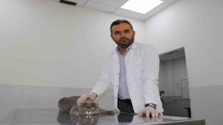 Ekmek kavgası bitti, kedi ve köpekler dost oldu