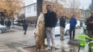 Elazığda 60 kiloluk turna balığı yakalandı