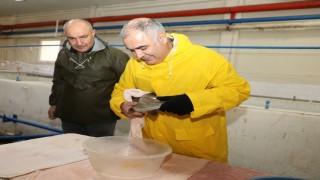 Elazığda alabalık sağım çalışmaları sürüyor