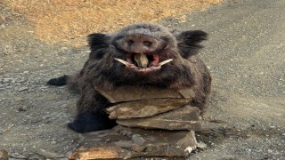 Elazığda avcılar 200 kiloluk domuz avladı