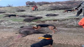 Elazığda avcılar sürü halinde domuz avladı