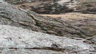 Elazığda dağ keçileri sürü halinde görüldü