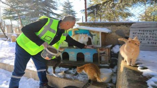 Elazığda doğaya yem bırakıldı