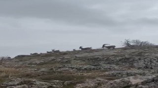 Elazığda yaban keçileri sürü halinde görüntülendi