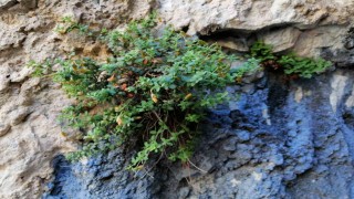 Endemik Malatya kantaronu, kimyasal olarak sarı kantarondan daha zengin çıktı