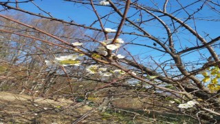 Erik ağacı Aralık ayında çiçek açtı