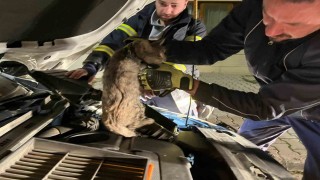Erzincanda aracın motor bölmesine sıkışan kediyi itfaiye ekipleri kurtardı