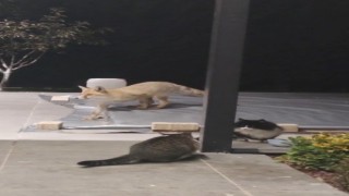 Erzincanda kedilerin mamasına göz diken tilki kedinin saldırısına uğradı