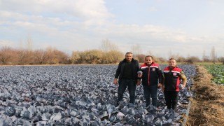 Erzincanda kış ortasında sebze hasadı