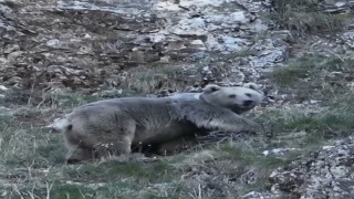 Erzincanda kış uykusuna hazırlanan iki ayı görüntülendi
