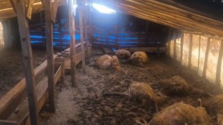 Erzincanda kurtlar ahıra girdi: 10 koyun telef oldu, 10 koyun yaralandı