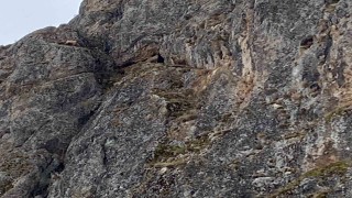 Erzincanda mahsur kalan keçiler için JAK ve AFAD seferber oldu