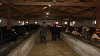 Erzincanda manda yetiştiriciliği için araştırmalar sürüyor