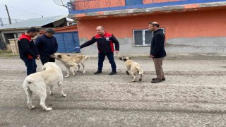 Erzincanda sokak köpeklerine kuduz aşısı