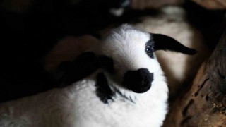 Erzincanda yılın son kuzuları üreticilerin yüzünü güldürdü