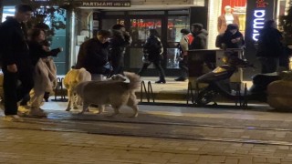 Evcil hayvanıyla yürürken sokak köpeklerinin arasında kaldı