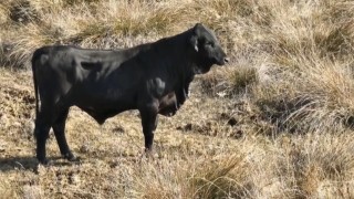 Firari angusu drone ile görüntüledi