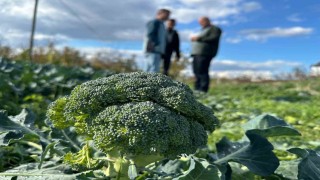 Fiyatı tarlada 10 liraya inen brokoli pazarda 70 liraya satılıyor