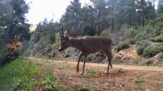 Ganos Dağlarında fotokapan iki karacayı görüntüledi