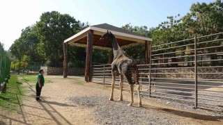Gaziantep Doğal Yaşam Parkının maskotu zürafa öldü