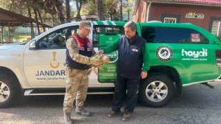 Gaziantepte yaralı halde bulunan kartal, tedavi altına alındı