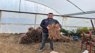 Genç kardeşlerden Sarıgöl ekonomisine 700 bin fidan hamlesi