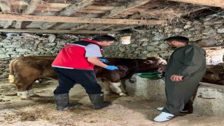 Giresunda 450 binden fazla hayvan aşılandı