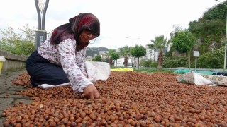 Giresunda fındık fiyatı 250 TLye geriledi, üretici umudunu yeni yıla bıraktı