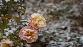 Gümüşhane kent merkezine mevsimin ilk karı yağdı