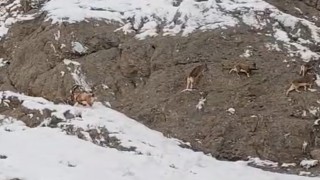 Güzelderenin karla kaplı yamaçlarda dağ keçileri görüntülendi