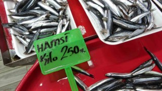 Hamsi bolluğu av baskısı oluşturdu: Şok tesislerinde, taşıyıcı kamyonlarda yer kalmadı