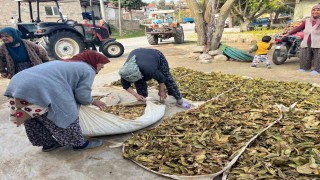 Hasadı tamalanan tütünler satış için hazırlanıyor