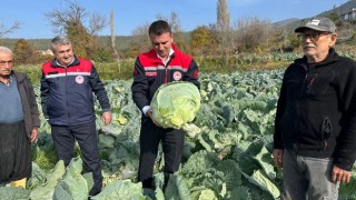 Hasanbeyli’de Ata Tohumu Lahana Hasadı Başladı