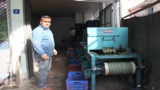 Hasat edilen zeytinler boyuna göre ayrılıyor, fiyatı kaliteyle şekilleniyor