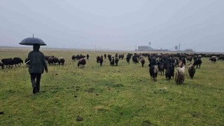 Hasköyde sıcaklığın mevsim normalleri üzerinde olması besicileri sevindirdi