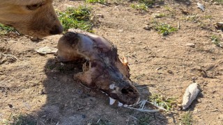 Hayvan sevgisini istismar etti, köpekler açıktan birbirini yedi