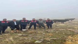 Hayvanları kaybolan kişinin imdadına jandarma yetişti