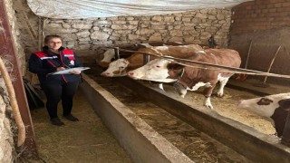 Hibe desteğiyle hayvancılık yapan besicilere yönelik denetim
