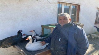 Hindi var, kaz var alıcı yok: Tezgâhlarda durgunluk