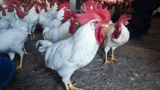 Hobiydi, iş oldu, 3 yılda 850 etlik horoz yetiştirdi